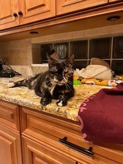 Emmy on the sewing machine counter looking at the camera.