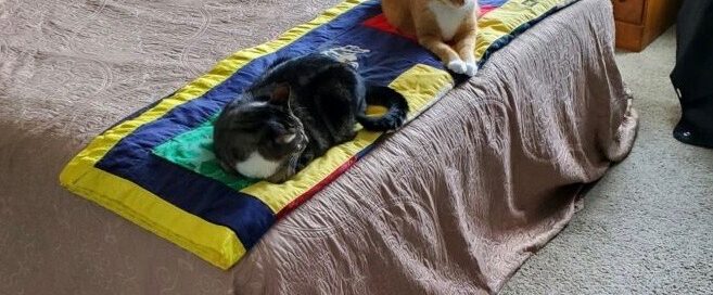 Flynn with one sibling on the bed.