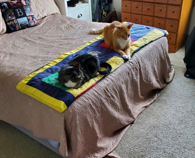 Flynn with one sibling on the bed.