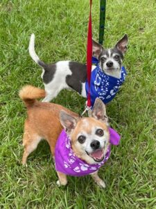 Frasier and Niles all smiles sporting their party bandanas.