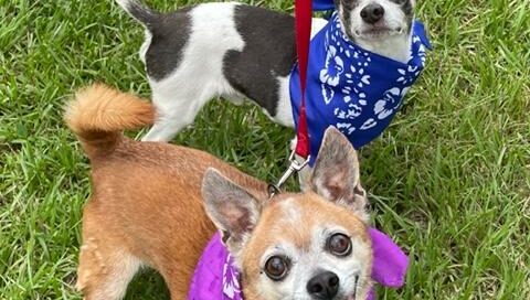 Frasier and Niles all smiles sporting their party bandanas.