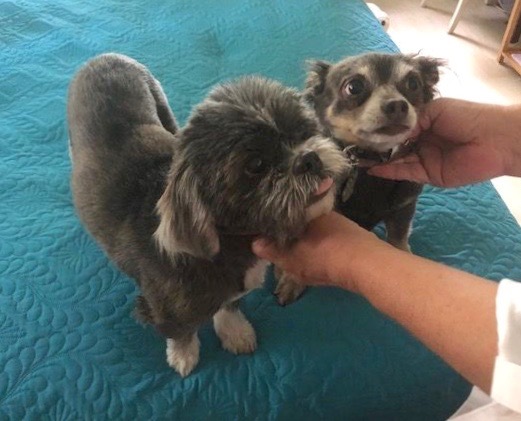 Greta and Yadi both being pet.