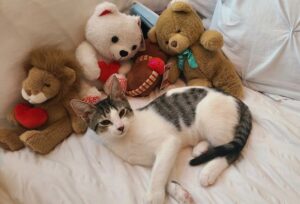 Harrison (now Rico) laid with his stuffies.