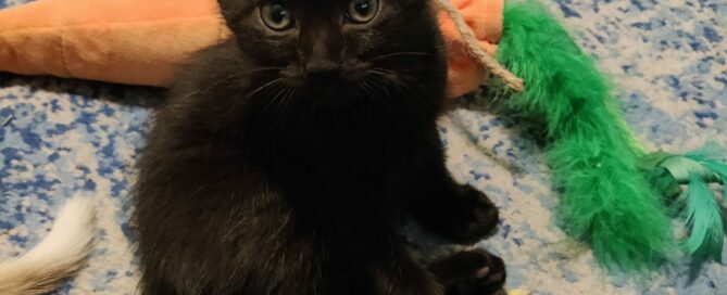 Indy sitting on a rug with a toy.