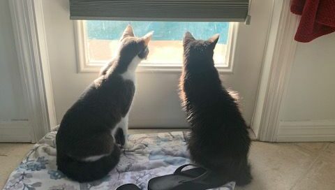 JJ (now Jasmine) and Siri looking out of the window.