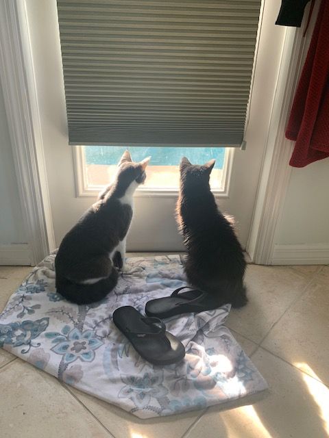 JJ (now Jasmine) and Siri looking out of the window.