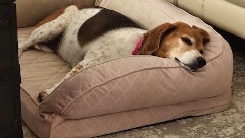 Lucy sleeping on a dog bed.