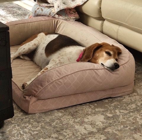 Lucy sleeping on a dog bed.