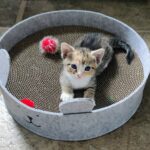 Maisy laying in a toy.