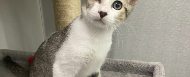 Mason sitting on a cat tree looking at the camera.