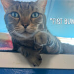 Milo giving a "fist bump" from his cat bed.