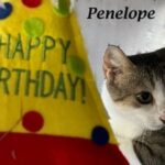 Penelope sitting beside a "Happy Birthday" hat.