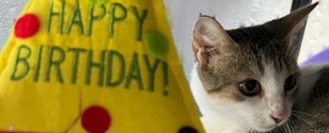 Penelope sitting beside a "Happy Birthday" hat.