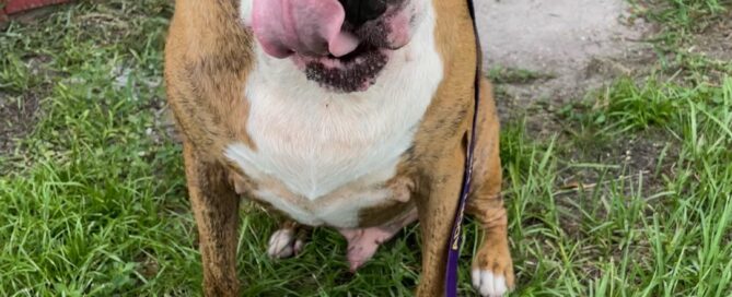 Cesar sitting on the grass, licking his lips with the product in front of him.