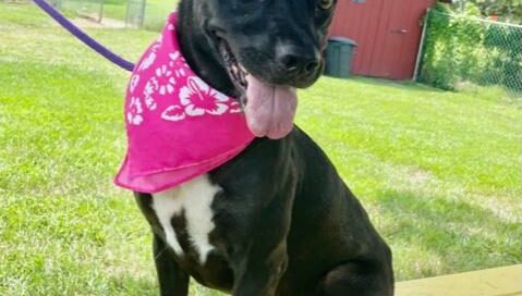 Piper wearing her bandana sitting on the picnic table.