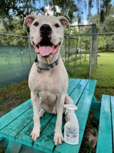 Porter sitting on the picnictable beside a PetFX product.