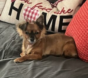Princess on a bed with a pillow with the words "Home"