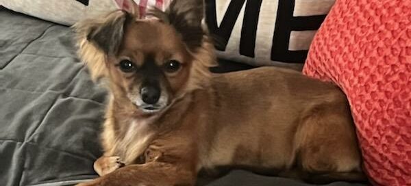 Princess on a bed with a pillow with the words "Home"