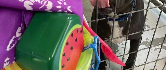 Stone looking through his kennel door with the party goodies hanging.