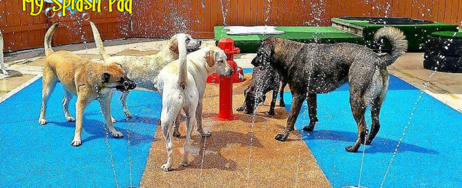 A water park for dogs.