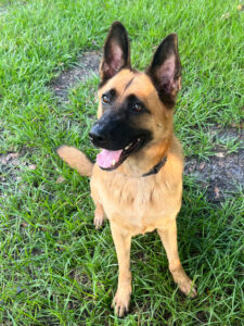 Ace sitting on the grass.