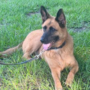 Ace laying on the grass.