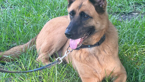 Ace laying on the grass.