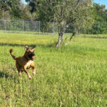 Apollo running in the yard.