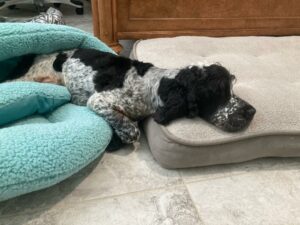 Arthur resting in his new home. Body on one bed, head on another.