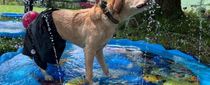 Bernie wearing shorts catching the spraying water.