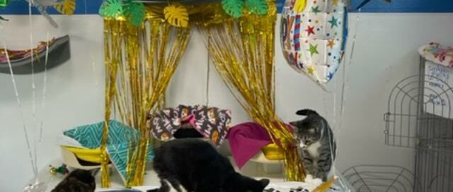 Bunny, Jasmine and Puma enjoying the snacks on the birthday table.