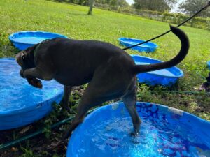 Dog stepping from one pool to the next.