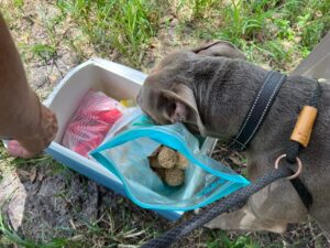 Dog sniffing treats.