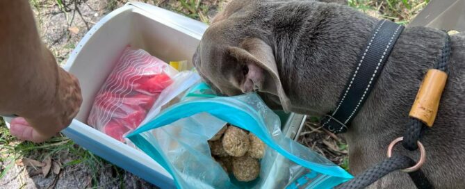 Dog sniffing the treats.