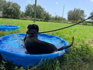 Dog laid in the pool, back to us.