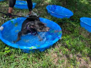 Dog laid down, splashing in the pool.