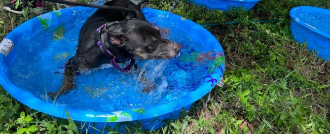 Dog laid down, splashing in the pool.