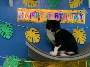 Bunny in the hammock under the Happy Birthday sign.