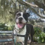 Chewieststanding in the park, looking at the camera, all smiles.