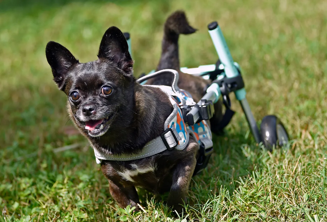 Delhi in her wheelchair.