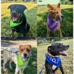 Collage of pictures of Ronnie, Mickey, Kricket andDodge wearing their bandanas.