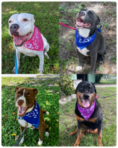 College of pictures of Crystal, Handsome, Tucker and Bruiser all sitting wearing their bandana.