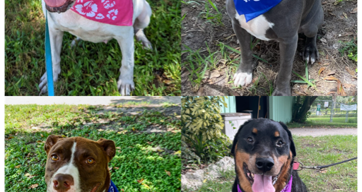 College of pictures of Crystal, Handsome, Tucker and Bruiser all sitting wearing their bandana.