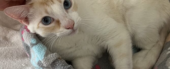 Finn laying curled on a blanket.