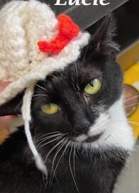 Lucie facial view, looking at the camera, wearing a bonnet.