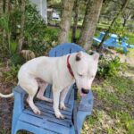 Mallick trying to get comfortable on the lawn chair, but the arm appears to be in the way.