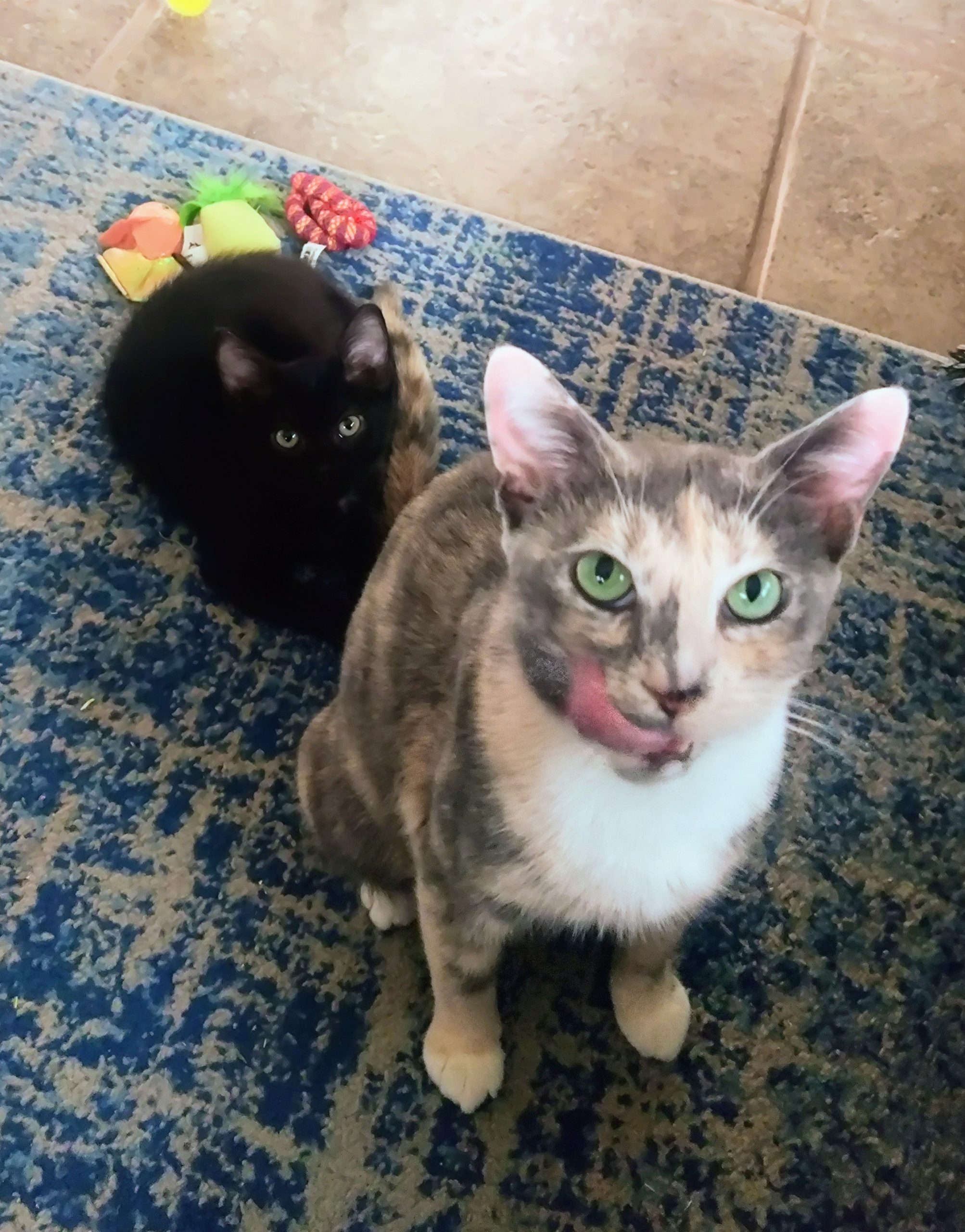 Meadow and Indi sitting on a rug looking up at the camera.