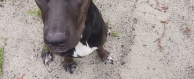 Nova sitting on the sand looking at the camera.