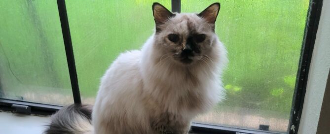 Patches sitting, looking at the camera, on the window ledge.