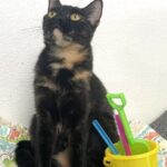 Puma sitting beside the pail of beach items.